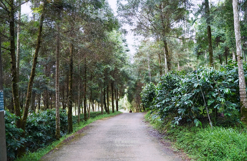 [南投] 鹿篙咖啡莊園 走進山與茶之間，品一杯慢下來的午後