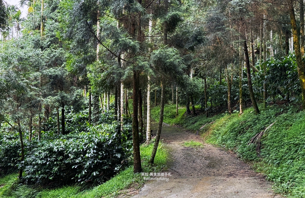 [南投] 鹿篙咖啡莊園 走進山與茶之間，品一杯慢下來的午後