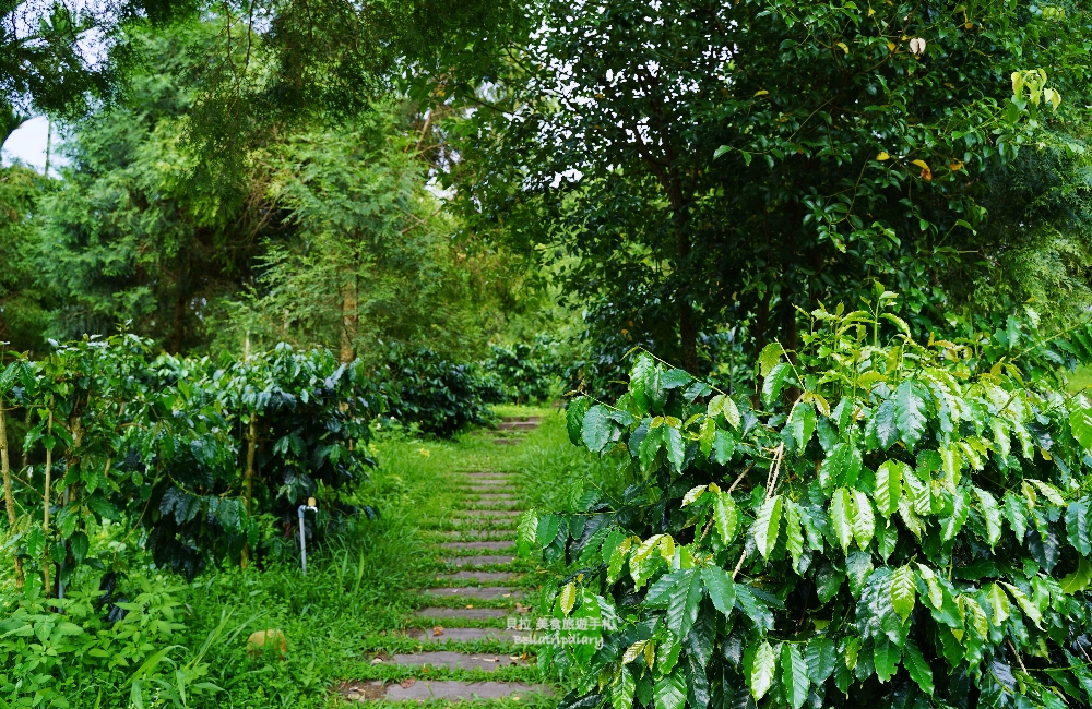 [南投] 鹿篙咖啡莊園 走進山與茶之間，品一杯慢下來的午後